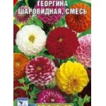 Георгина Натал Шаровидная